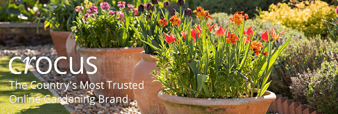 Link to the Crocus website Link to the Crocus website