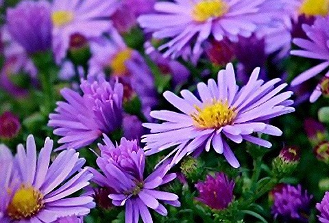 Link to the Suttons website