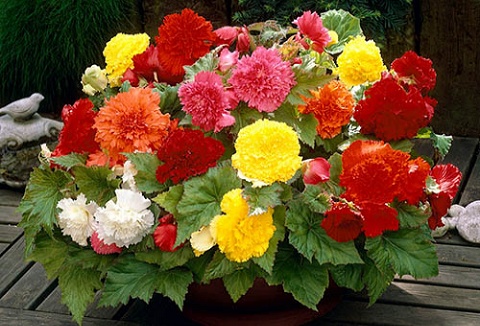 Link to the You Garden website