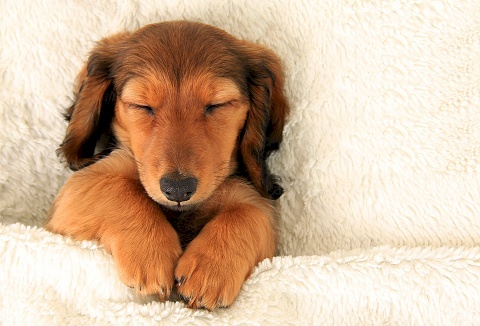 Link to the Monster Pet Supplies website