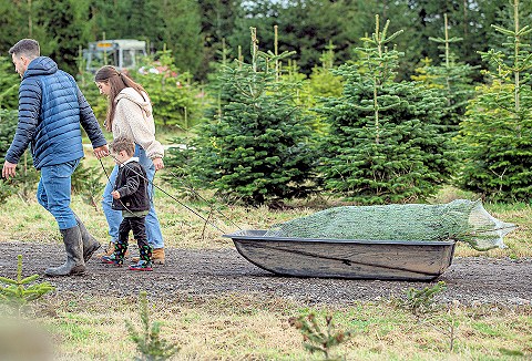 Link to the Ty Cerrig Christmas Tree Farm website