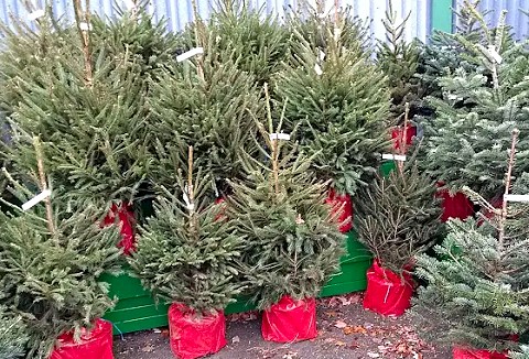 Link to the Warboys Christmas Tree Centre website