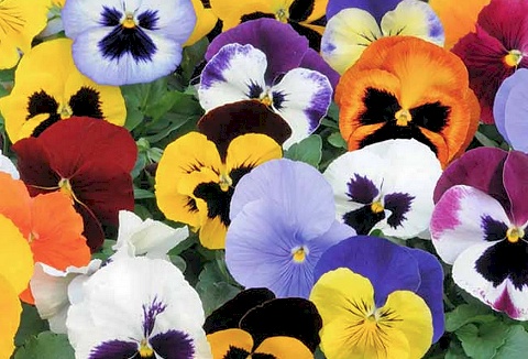 Link to the Carbeth Plants website