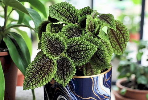 Link to the Carbeth Plants website Link to the Carbeth Plants website