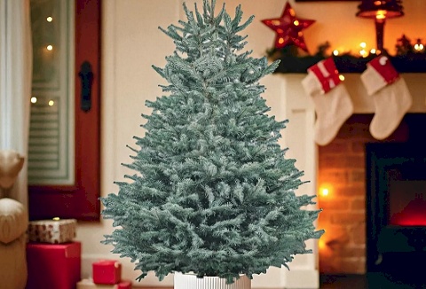 Link to the Carbeth Plants website