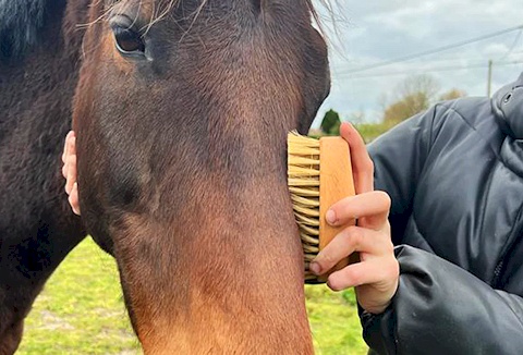 Link to the The Brush & Broom website